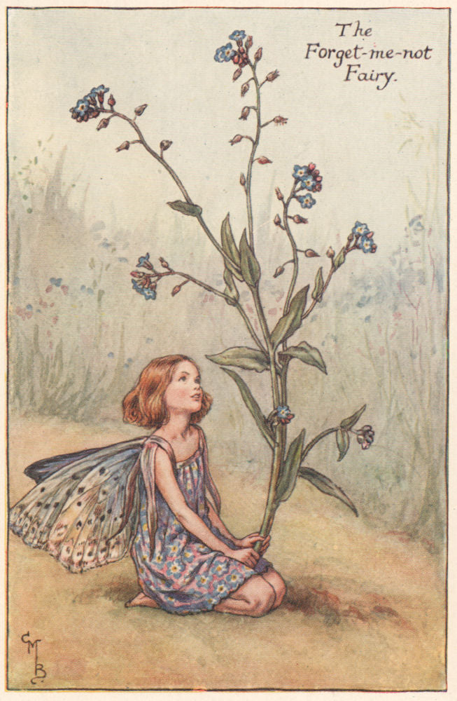 Forget-me-not Fairy by Cicely Mary Barker. Summer Flower Fairies c1935 print